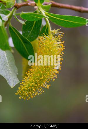 Male flowers of Salix pentandra Stock Photo