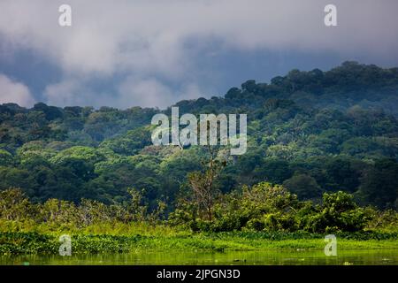 Panama landscape with lowland rainforest in the rainy season in Soberania national park, Republic of Panama, Central America. Stock Photo