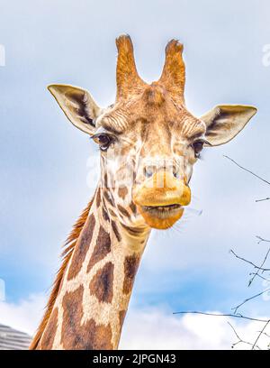 Beautiful giraffes at London Zoo,ZSL London Zoo Stock Photo