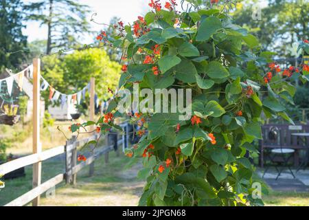 Close up of runner beans growing outdoors in the summer sunshine of a UK communal village garden in rural Worcestershire. Stock Photo