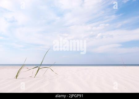 Empty beach background. Grass blades on white sand, baltic sea, summer day. Stock Photo