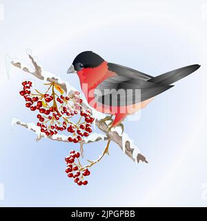 Bird bullfinch small songbirdon on on snowy tree and berry winter background vintage vector illustration editable hand draw Stock Vector