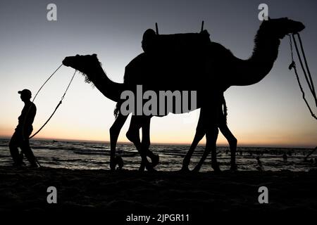 Gaza, Palestine. 17th Aug, 2022. Palestinian men walk with their camels at the beach of Gaza during sunset in Gaza Strip. Israel and Palestinian militants in Gaza on 07 August reached an agreement on an Egyptian-mediated ceasefire which came into effect after three days of exchanging rocket attacks and airstrikes resulting in the death of at least 44 Palestinians and injury of 360 others, according to the Palestinian Ministry of Health. Credit: SOPA Images Limited/Alamy Live News Stock Photo