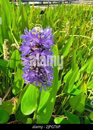 Wide angle closeup on the colorful blue flower of the American pickerel weed, Pontederia cordata and it's green foliage Stock Photo