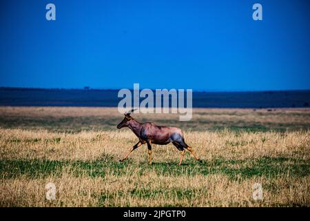 Brown antelope called Topi on the savanna in Queen Elizabeth Park ...