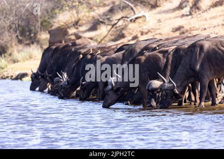 Large herd of cape buffalo drinking water Kruger NP South Africa Stock Photo