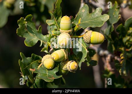Autumn is approaching and the acorns are growing on the oak tree again, photo taken in the nature reserve called 'Balloërveld' Stock Photo