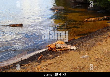 Small lakeside beach in Algonquin National Park, Ontario Stock Photo