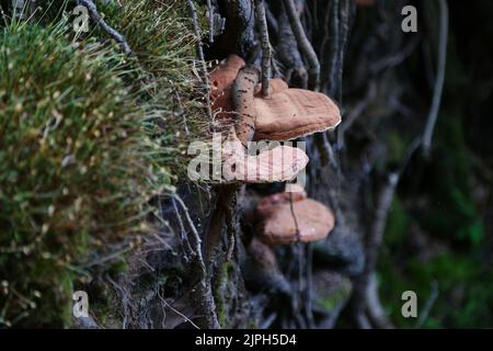 Parasitic fungi on trees in Algonquin Provincial Park, Ontario Stock Photo