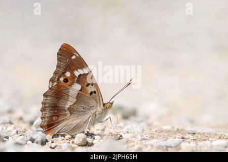 Lesser purple emperor butterfly (Apatura ilia) takes up minerals from wet soil. Stock Photo