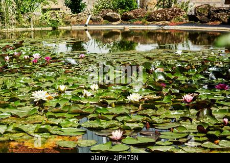 Small water lily pond with a dense carpet of water lilies in foreground and out of focus background, selective focus on front area Stock Photo