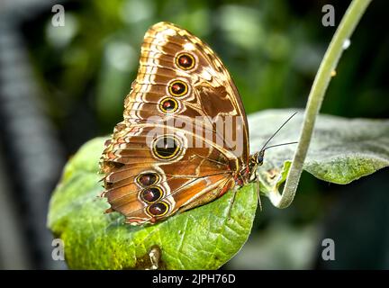 Banana butterfly, caligo memnon, sitting on a green leaf Stock Photo