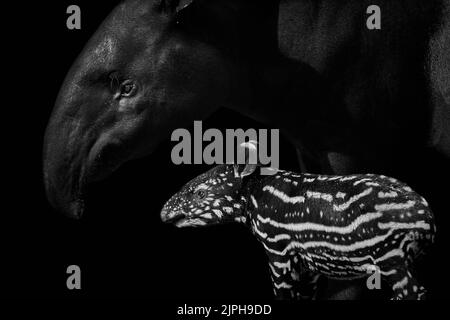 Malayan tapir (Tapirus indicus) with newborn cub isolated on black background Stock Photo