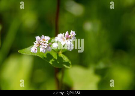 close up of pink white flowers of buckwheat fagopyrum esculentum plant and heart shaped leaf against a blurred green background Stock Photo