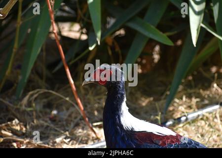A Swinhoe's blue pheasant on a farm in sunny weather Stock Photo