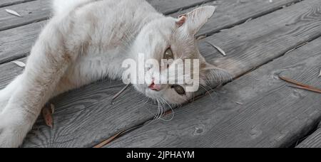 Cat with light fur lies on wooden floor Stock Photo