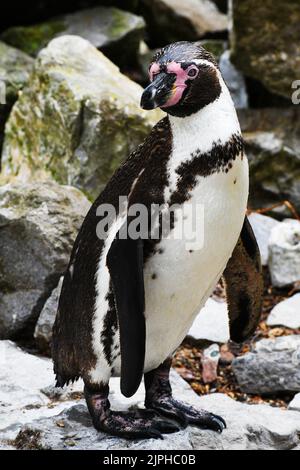 The Humboldt penguin Spheniscus humboldti also termed Peruvian penguin, or patranca is a South American penguin that breeds in coastal Chile and Peru. Stock Photo