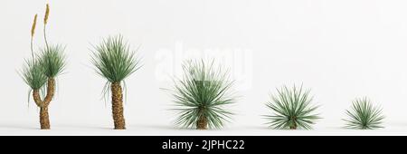 3d illustration of set Dasylirion wheeleri tree isolated on white bachground Stock Photo