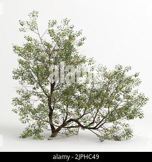 3d illustration of Populus fremontii tree isolated on white bachground Stock Photo