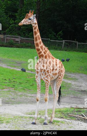 The giraffe is the tallest land animal in the world. Stock Photo