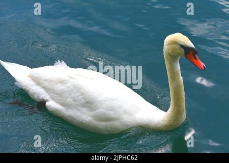 Beautiful white swan in swan lake, romance, seasonal postcard. Swan family, swan love. Stock Photo