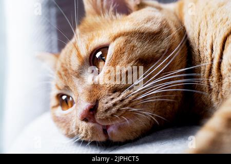 Tabby red cat lies with open eyes on the sofa Stock Photo