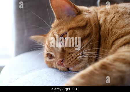 Tabby red cat lies with open eyes on the sofa Stock Photo