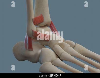 Human ankle joint anatomy, including ligaments and bones. Lateral view. Stock Photo