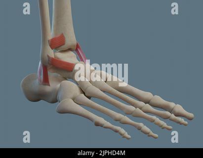 Human ankle joint anatomy, including ligaments and bones. Lateral view. Stock Photo