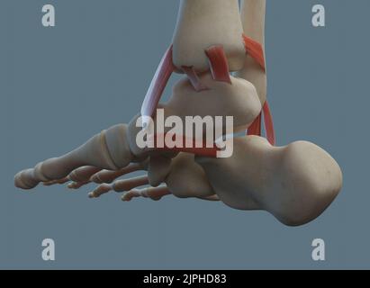 Human ankle joint anatomy, including ligaments and bones. Stock Photo