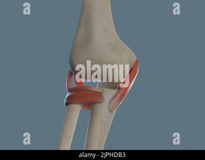 Elbow joint anatomy, including ligaments and bones. Anterior view. Stock Photo