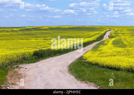 A rural dirt road in a field with plants, a road without asphalt and crushed stone through agricultural fields in the summer Stock Photo