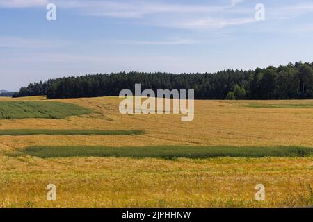 A field with unripe wheat in the summer season , the summer time of the year in a field with ripening grain wheat Stock Photo