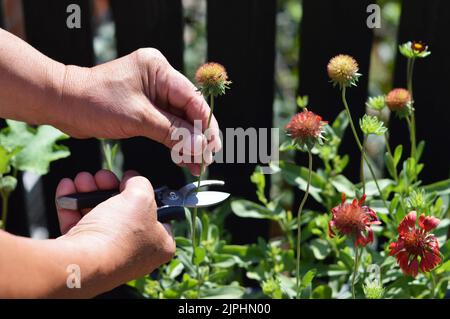 Deadheading gaillardia 2025