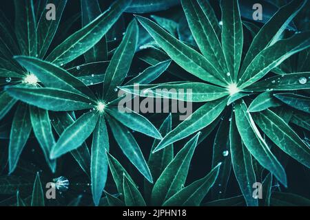 Plants leaves moody background, green blue green dark foliage texture Stock Photo