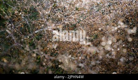 Sun reflections in spider's webs and morning dew on grass in close up scene Stock Photo