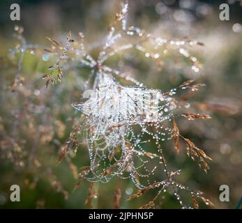 Dewdrops on spider's web in extreme closeup Stock Photo