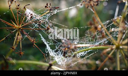 Dewdrops on spider's web in extreme closeup Stock Photo