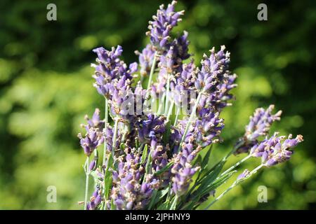 Bunch of fresh lavender flowers on natural green defocused background. Stock Photo