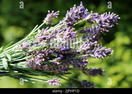 Bunch of fresh lavender flowers on natural green defocused background. Stock Photo