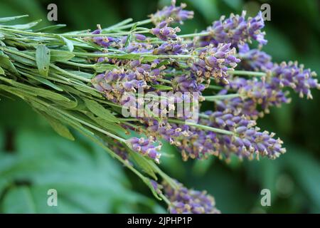 Bunch of fresh lavender flowers on natural green defocused background. Stock Photo