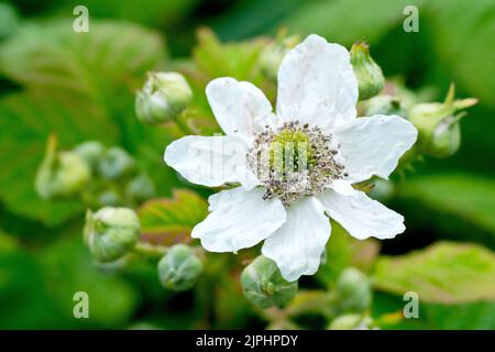 Bramble or Blackberry (rubus fruticosus), close up of single white flower of the common shrub with several buds still waiting to open. Stock Photo