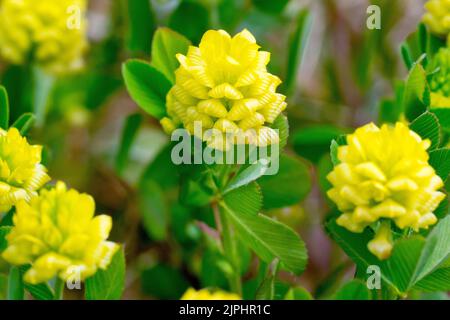 Hop Trefoil (trifolium campestre), close up of the small papery yellow flowers of the low growing plant of dry grasslands and dunes. Stock Photo