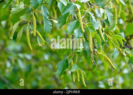 Silver Birch (betula pendula), close up showing the unripe fruits hanging on the tree. Stock Photo
