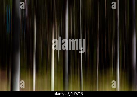 Atmospheric mystic abstract forest. Intentional blur, special effect, achieved by moving camera during long exposure. Stock Photo