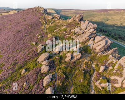 Blooming heather in Peak District, UK Stock Photo