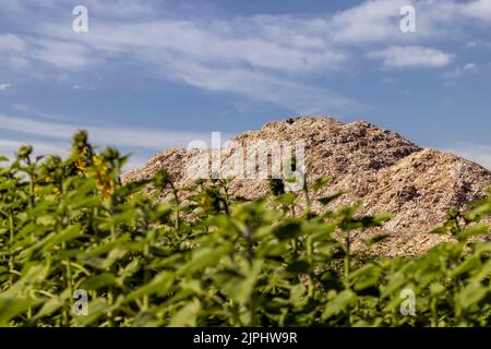 A large pile of sawdust from wood after wood processing, waste from wood production in the form of sawdust Stock Photo
