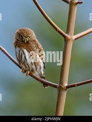 Northern pygmy owl (Glaucidium californicum) perching on a branch in British Columbia, Canada Stock Photo