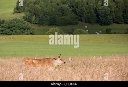 horned cow in very high grass of summer meadow in belgian ardennes region Stock Photo