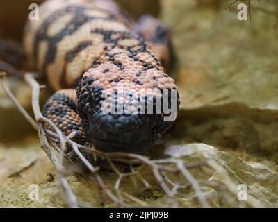 A closeup shot of a Gila monster crawling in the sand Stock Photo